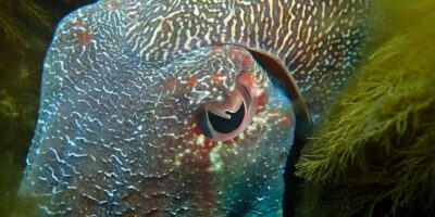 Pourquoi les animaux ont-ils des formes de pupilles différentes ?