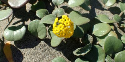 10 plantes côtières rares qui fleurissent au printemps et s&rsquo;accrochent aux dunes
