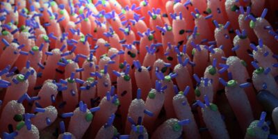 Les virus présents dans l’intestin peuvent aider à prévenir les pics de glycémie, selon une étude sur la souris