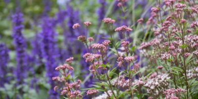 15 plantes indigènes qui créent un jardin printanier à faible stress
