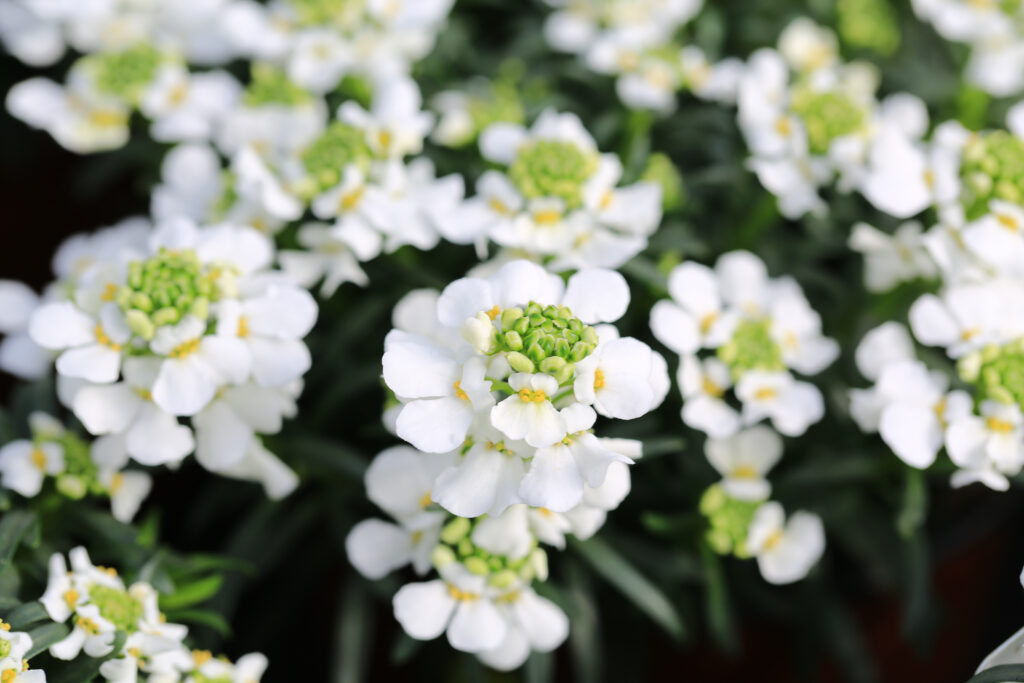 15 plantes printanières à fleurs blanches qui semblent propres et lumineuses