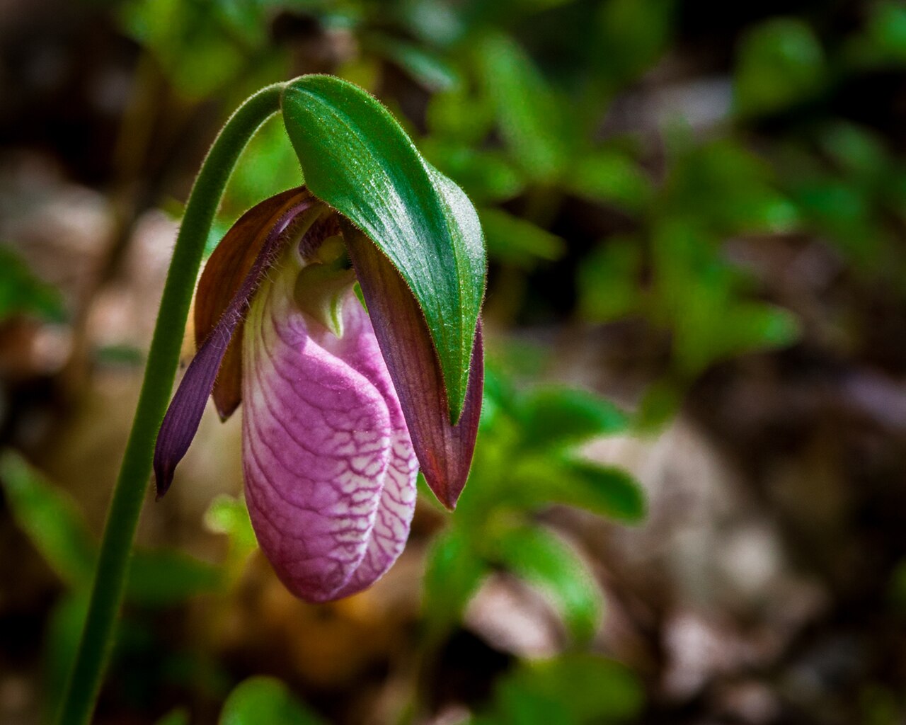 10 orchidées indigènes qui fleurissent au printemps et sont faciles à manquer