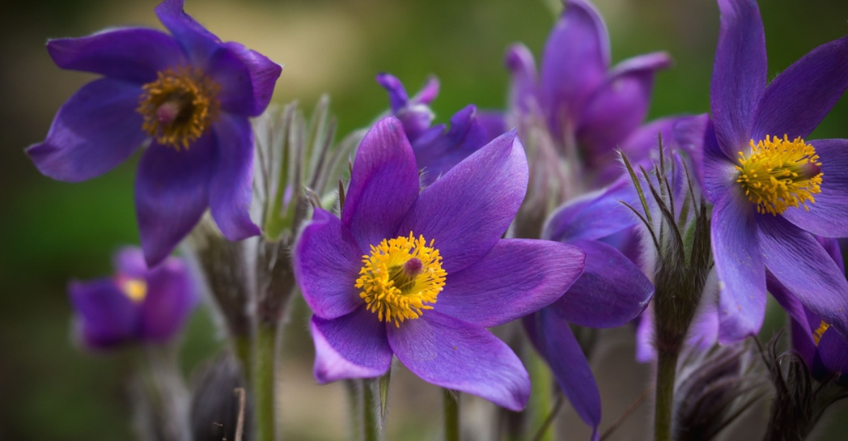 14 plantes printanières à fleurs bleues et violettes