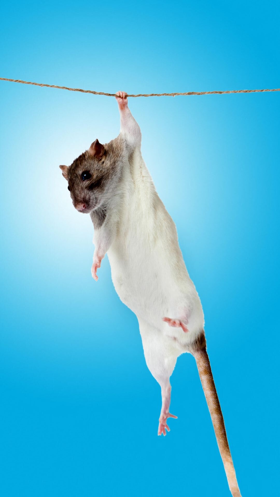 A close up shows a white rat with a brown head holding onto a small thread in front of a blue background.