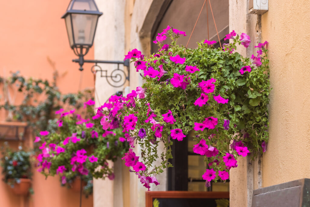 15 fleurs printanières roses qui se démarquent de la rue