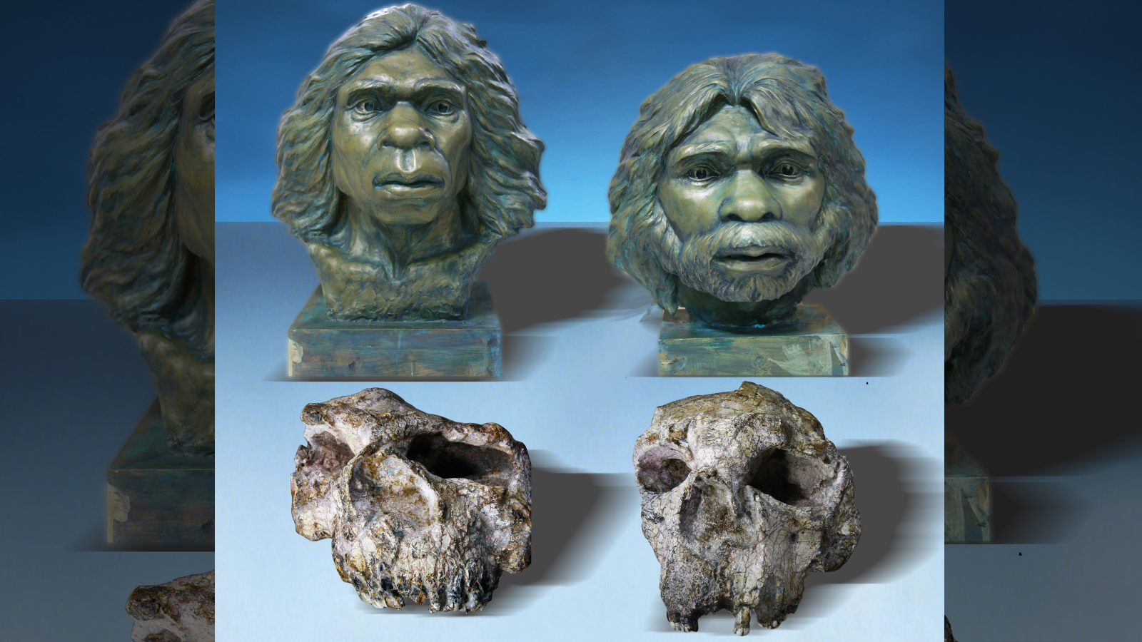 Deux reconstructions de visages humains archaïques basées sur les deux crânes originaux de Yunxian Homo erectus. Ci-dessous se trouvent les crânes originaux.