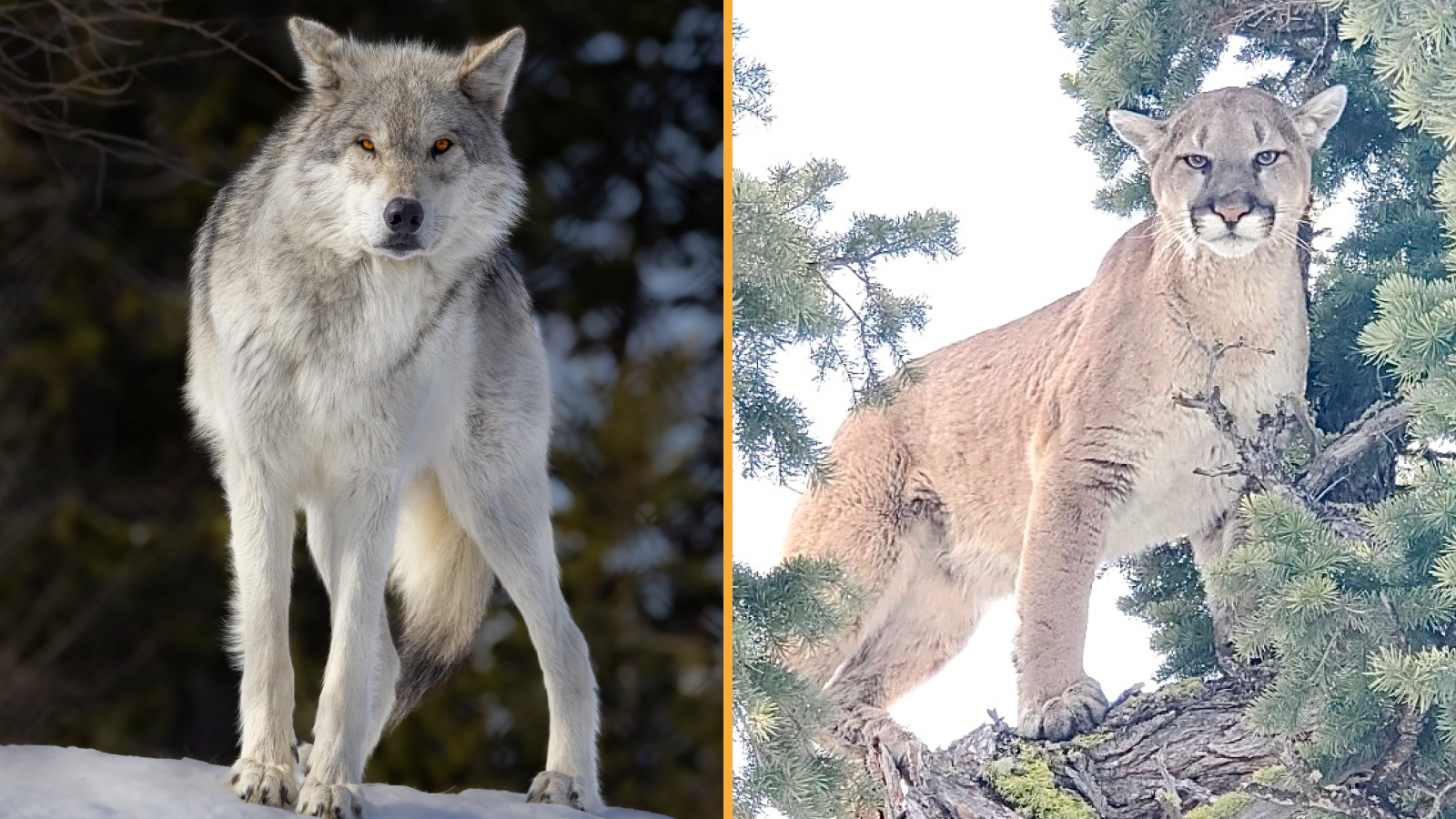 Deux photographies côte à côte. (À gauche) Un loup de Yellowstone regarde la caméra sur un sol enneigé, (à droite) un couguar regarde la caméra alors qu'il est en hauteur dans la canopée d'un arbre.