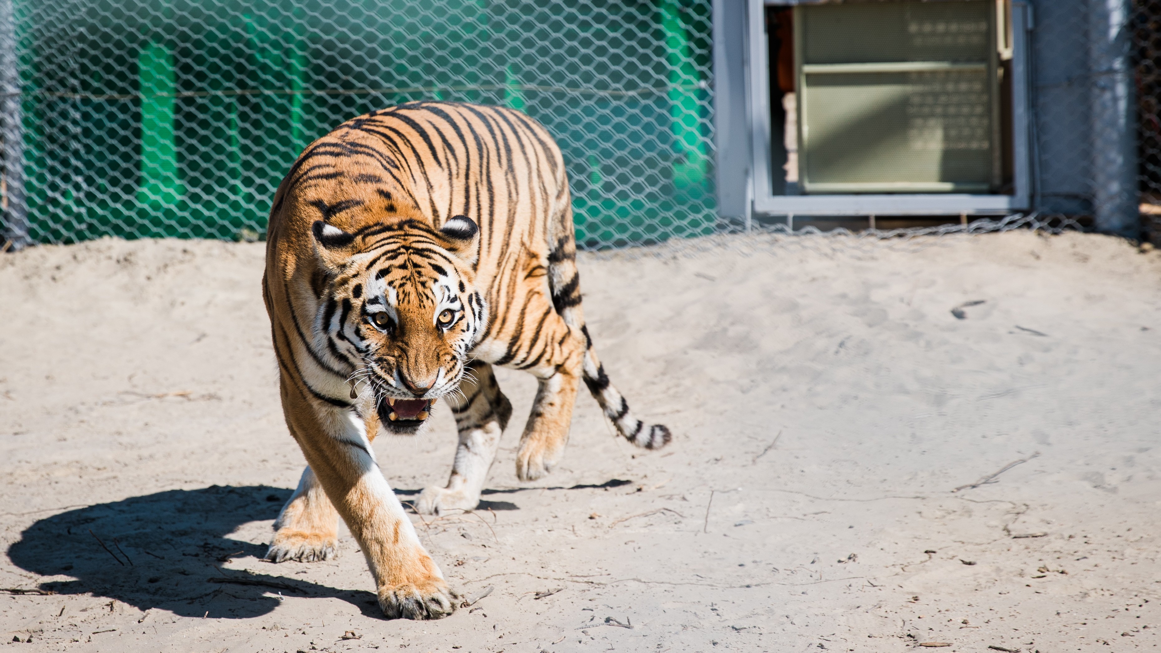 Photo d'un tigre de l'Amour relâché dans un enclos au Kazakhstan. 