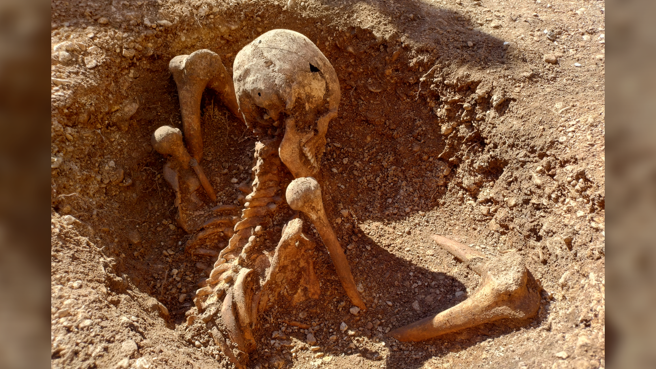 un squelette humain assis extrait d'un site archéologique