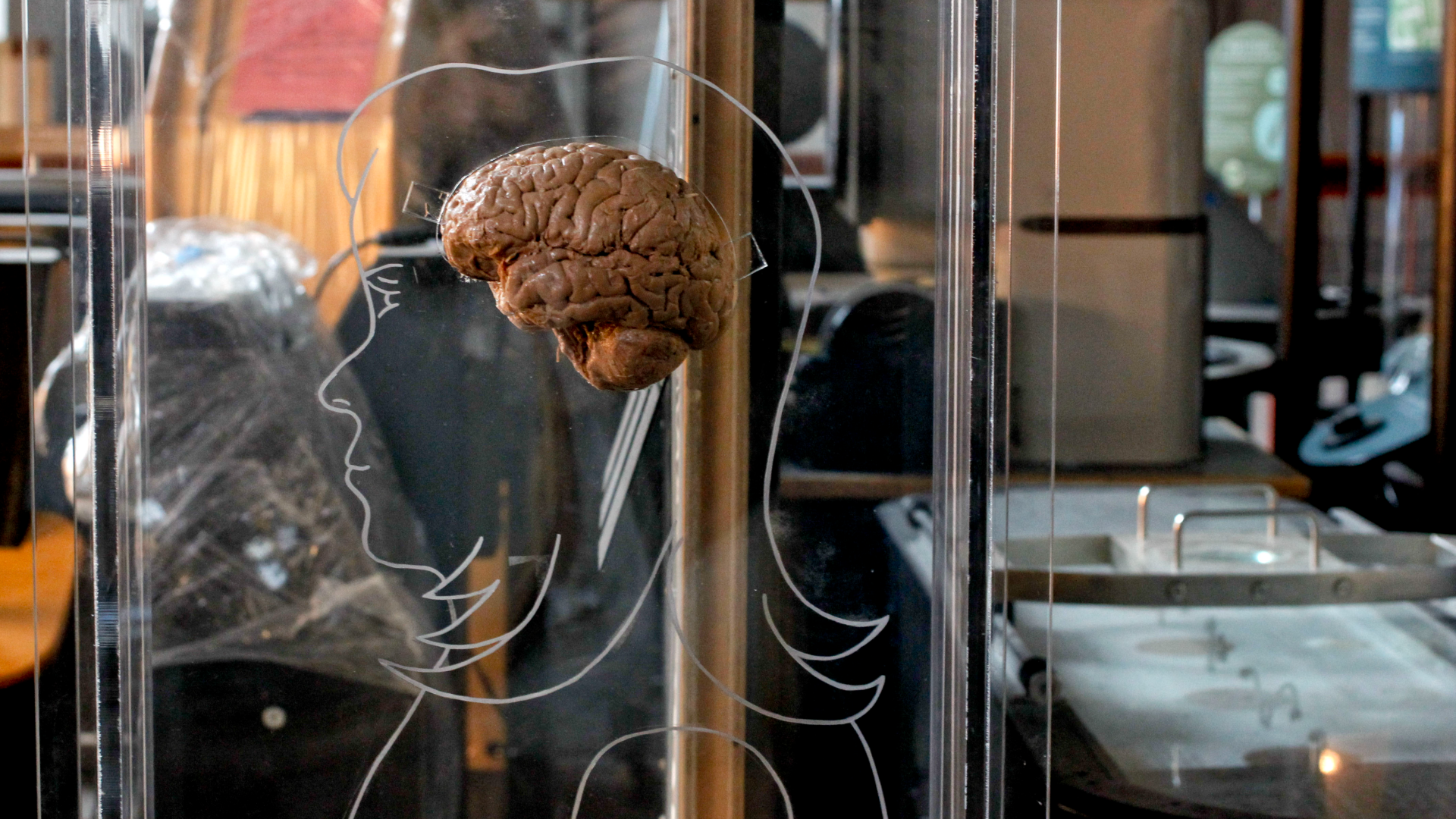 un contour de personne et un cerveau