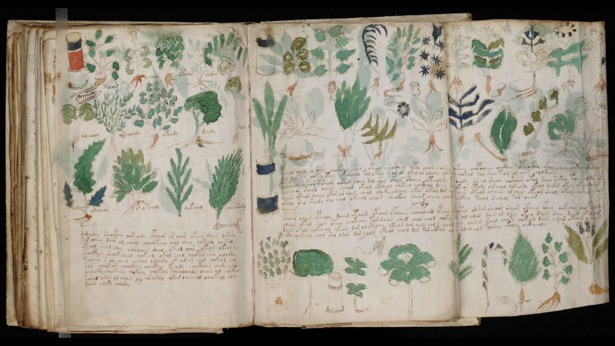 Une photo d'un manuscrit décoré de plantes sur trois pages couvertes de texte.