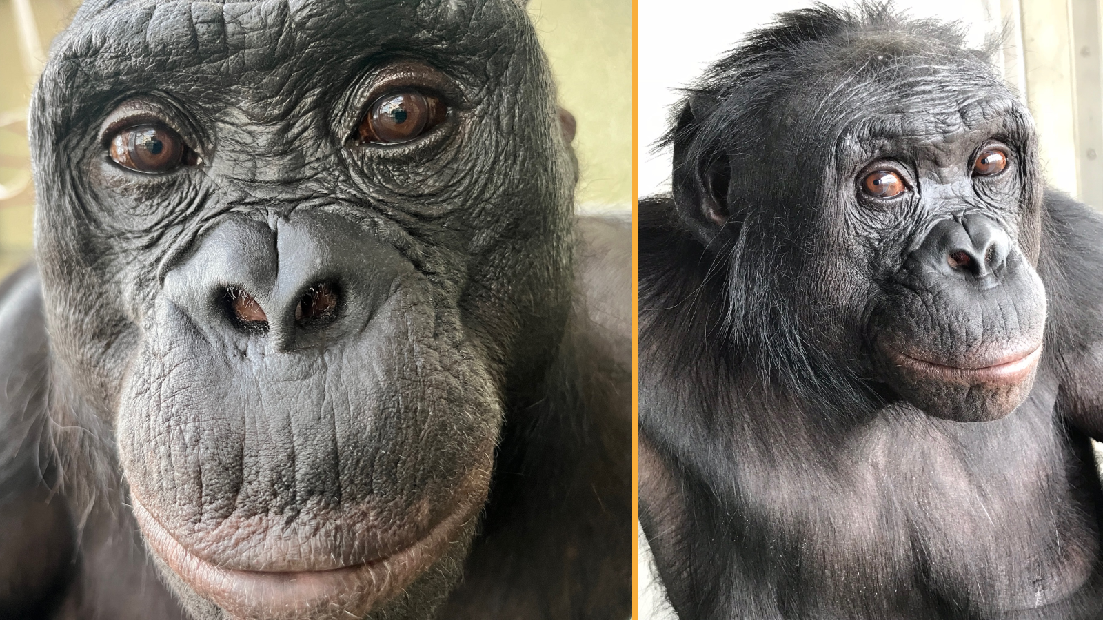 Image composite de deux photographies en gros plan de Kanzi le bonobo