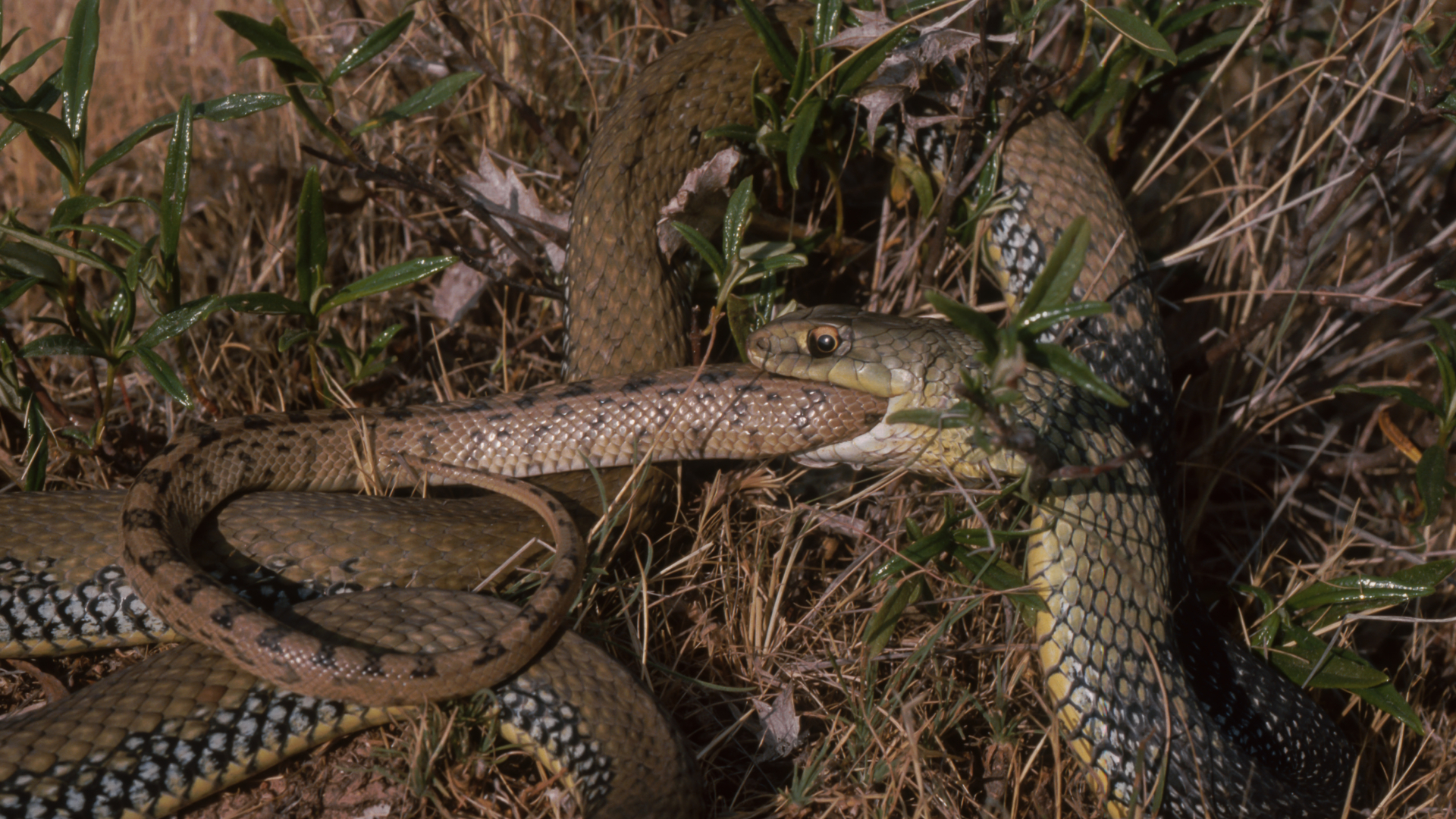 Un serpent vert et jaune à droite de l'image avale un serpent à motifs marron, seule la queue du plus petit serpent brun étant visible sortant de la gueule du serpent vert. Les deux serpents sont enroulés dans l'herbe.