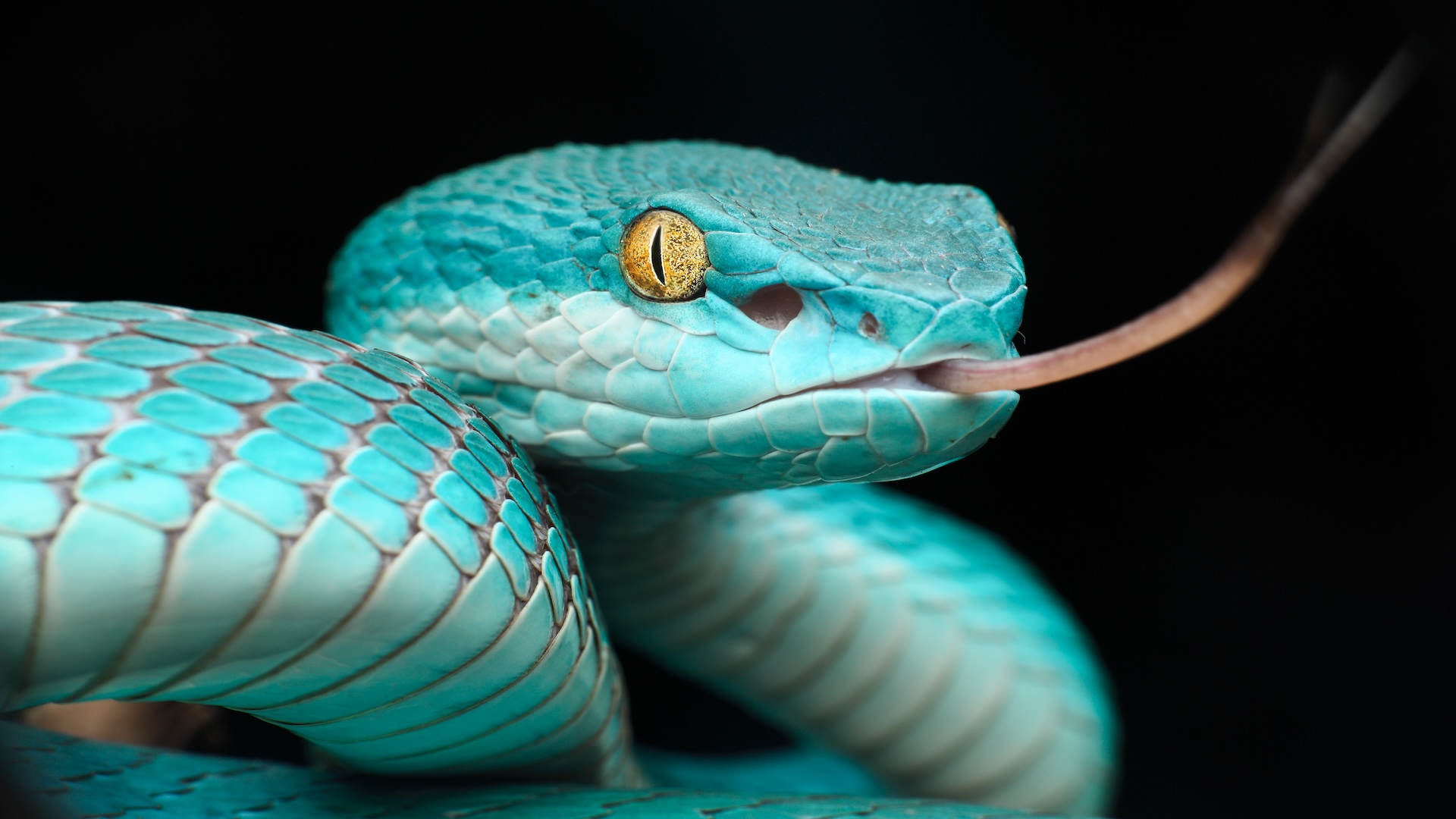 Image rapprochée d'une vipère bleu sarcelle ; le serpent a les yeux jaunes et sa langue rose sort de sa bouche. 