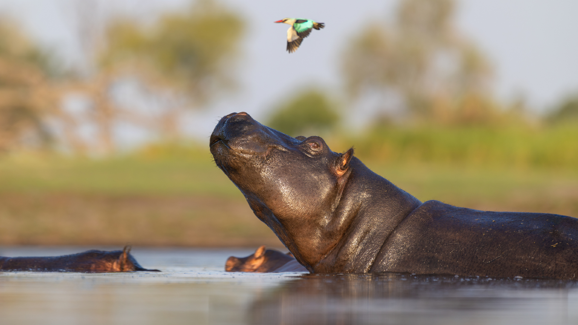 Une photographie montre trois hippopotames dans un plan d’eau. L'hippopotame le plus proche lève la tête vers la gauche et regarde au-dessus pour voir un oiseau coloré voler au-dessus de lui. 