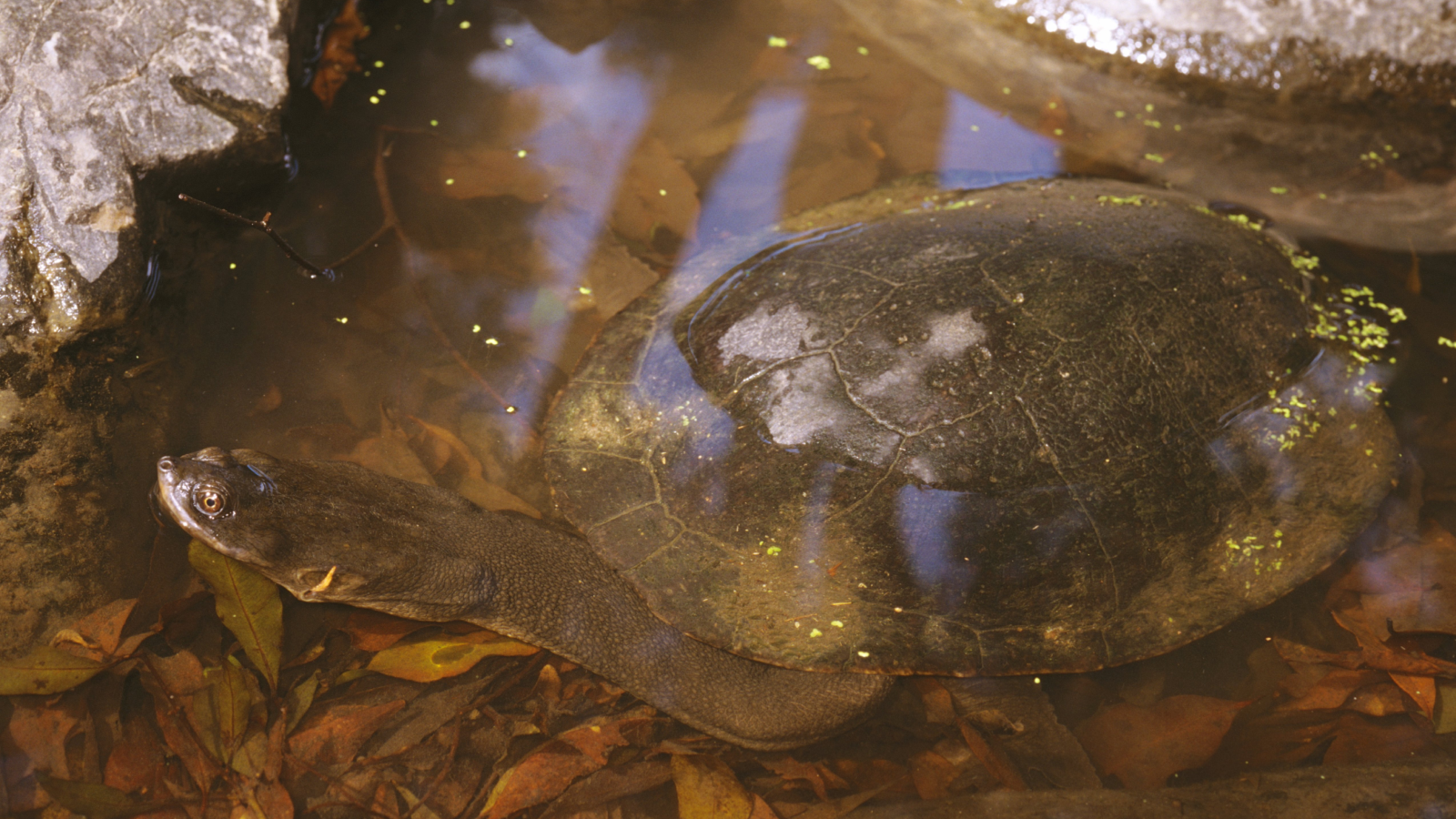 Tortue de rivière à large carapace, Chelodina expansa, Cedar Creek, Brisbane, Queensland, Australie 