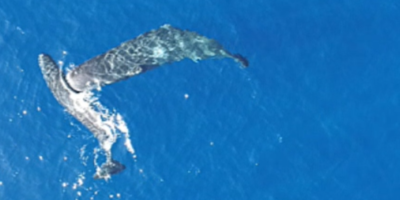 Regardez un cachalot en donner un autre sans raison apparente