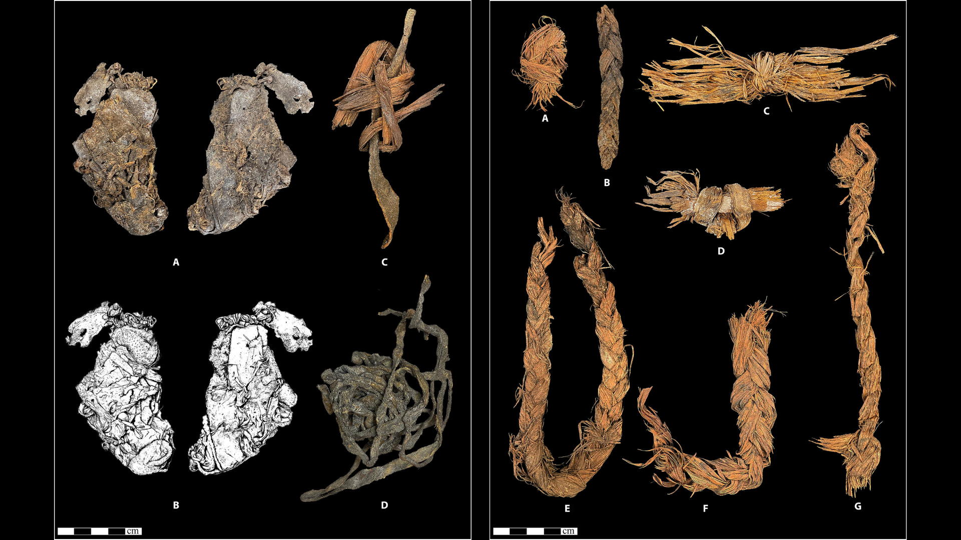 Composite de peau d'animal préhistorique et de cordage tressé en fibres végétales
