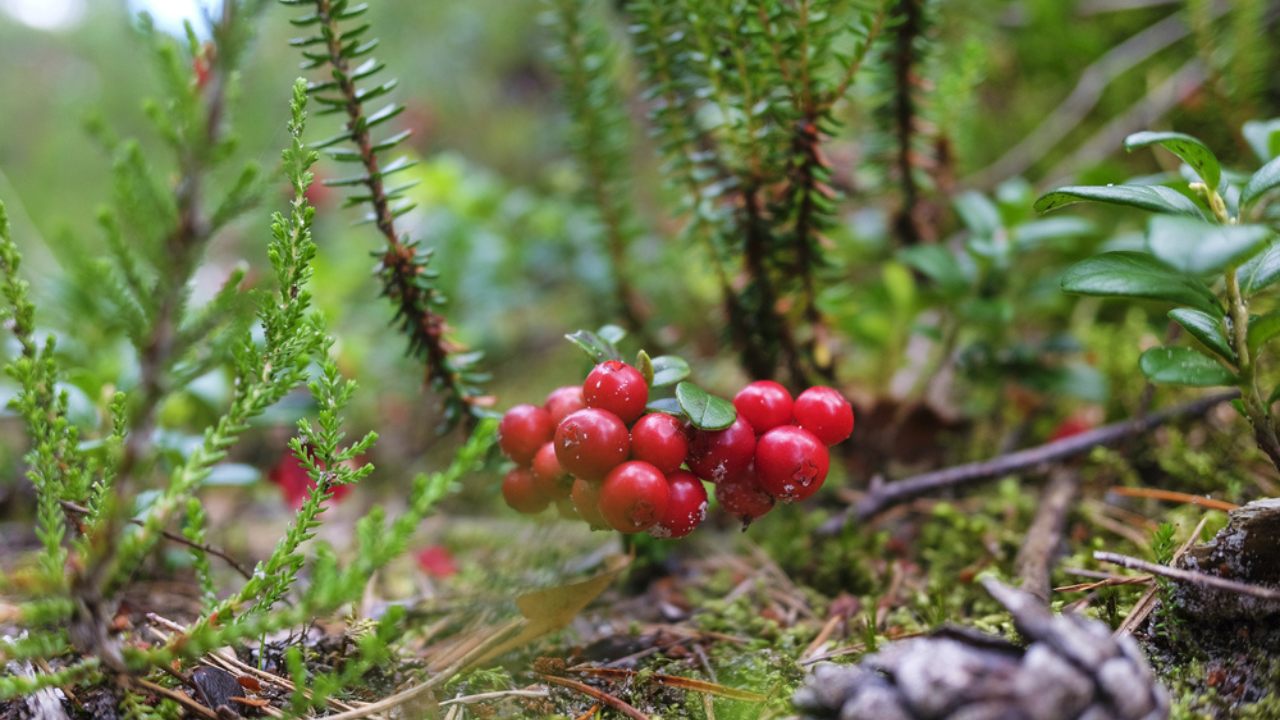 14 buissons de baies qui valent la peine d'être plantés au printemps