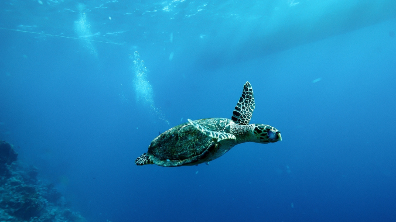 16 tortues de mer et autres animaux sauvages côtiers que vous pourriez voir davantage au printemps