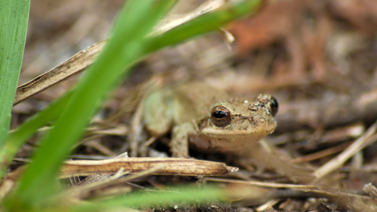 14 amphibiens inhabituels qui se reproduisent dans les piscines de pluie printanières
