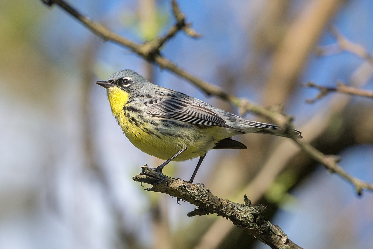 14 oiseaux chanteurs rares que vous pourriez entendre d’abord au printemps avant de les voir