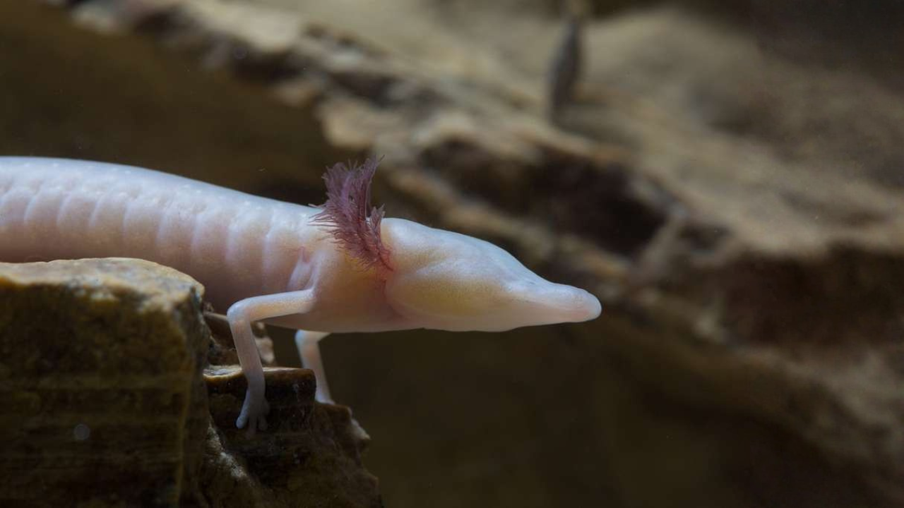 12 salamandres rares à rechercher lors des nuits humides de printemps