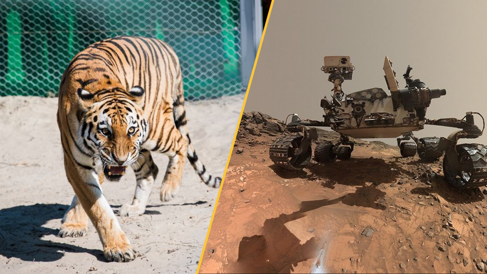 Un tigre de l'Amour au Kazakhstan et le rover Curiosity sur Mars.