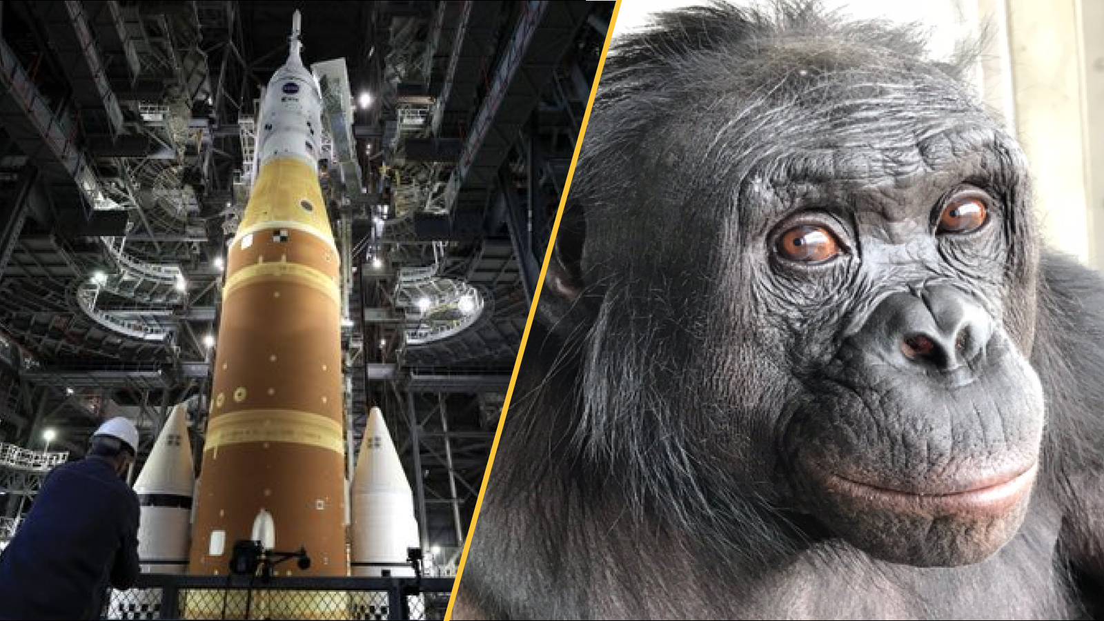 A gauche la fusée SLS d'Artémis, à droite Kanzi le bonobo