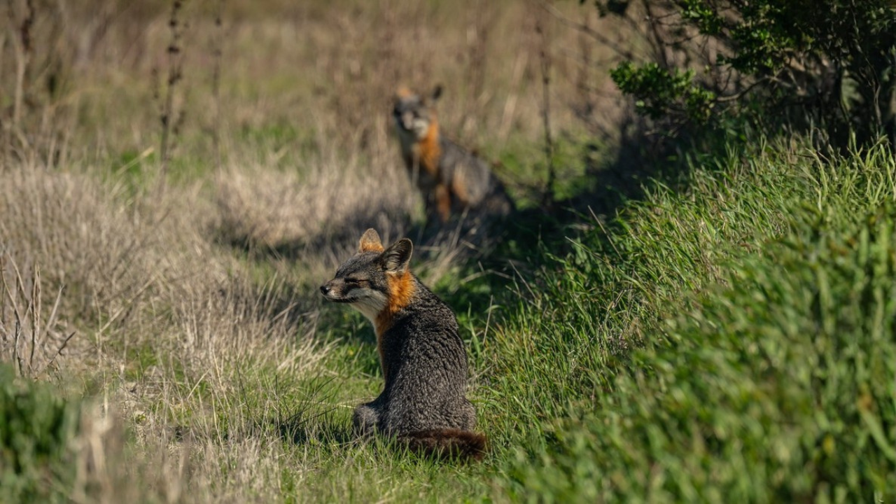 15 espèces insulaires rares et les plus visibles au printemps
