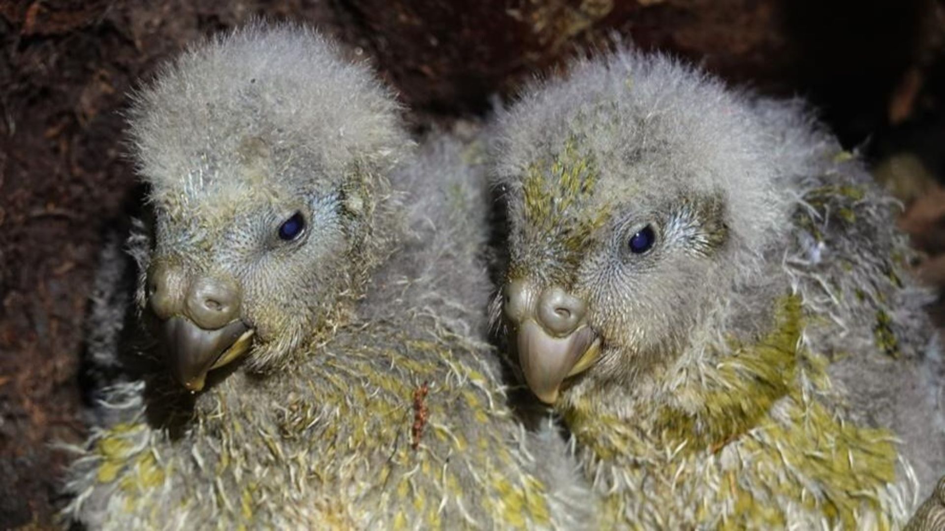 Two yellow and gray parrot chicks sit side by side against a dark background.