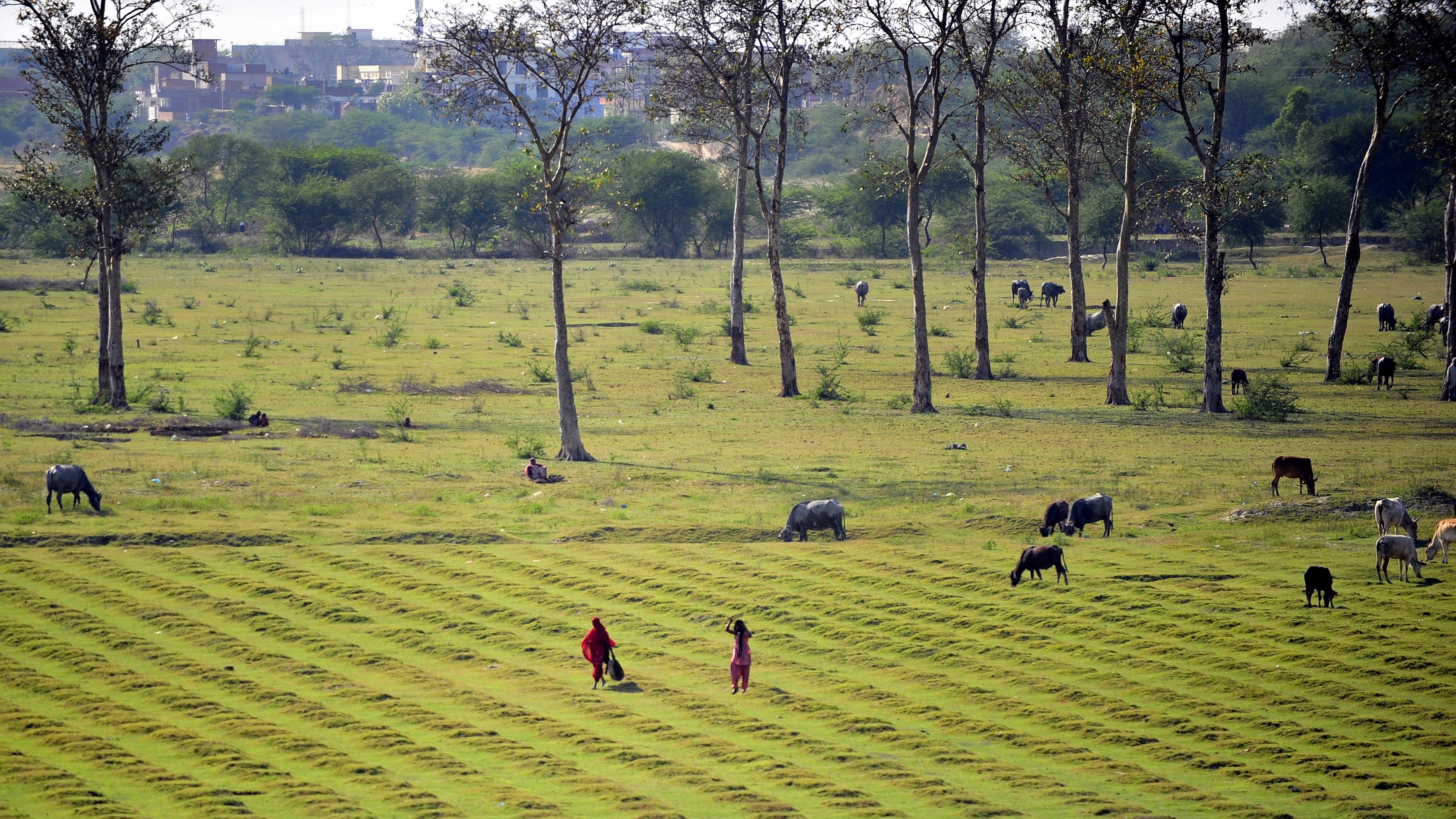 Une ferme en Inde avec des arbres et des bâtiments en arrière-plan