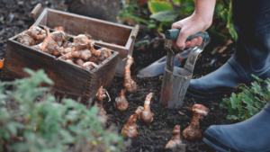 12 bulbes de printemps qui vous offrent le plus grand gain de couleur dans votre jardin