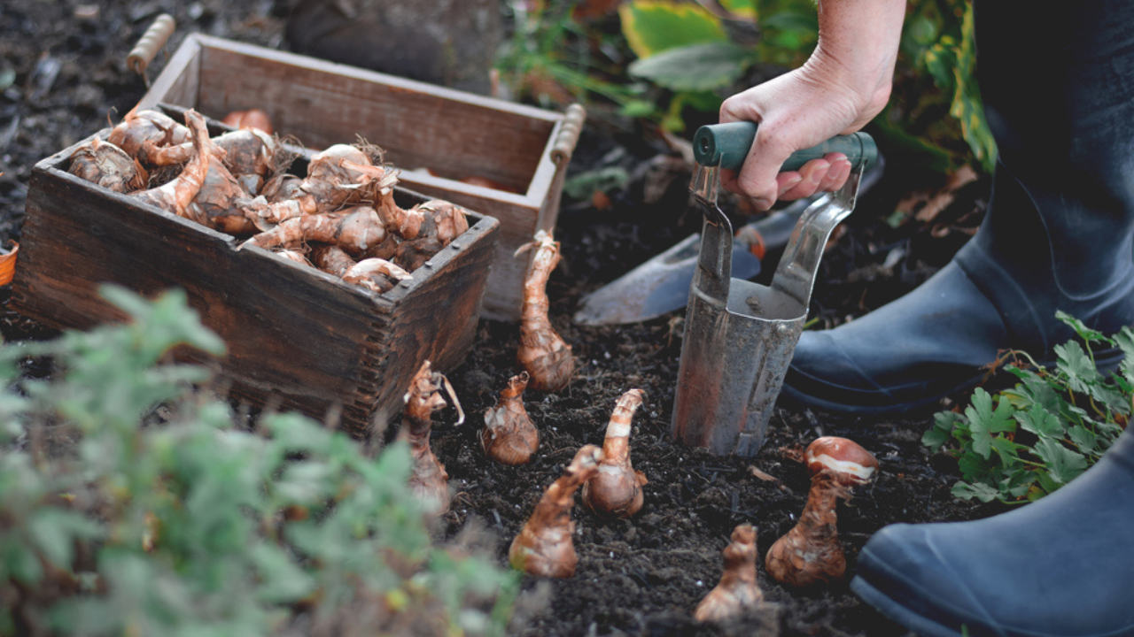 12 bulbes de printemps qui vous offrent le plus grand gain de couleur dans votre jardin