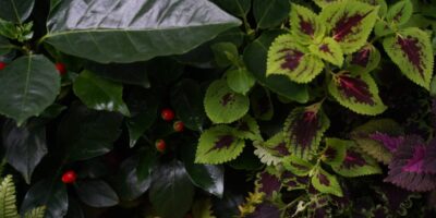 14 plantes printanières avec un feuillage intéressant, pas seulement des fleurs