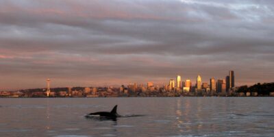 « Plus de questions que de réponses » : des experts déconcertés par les orques mangeuses de mammifères d&rsquo;Alaska repérées près de Seattle