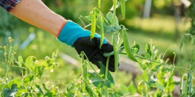 15 légumes à planter au début du printemps avant l’arrivée de la chaleur