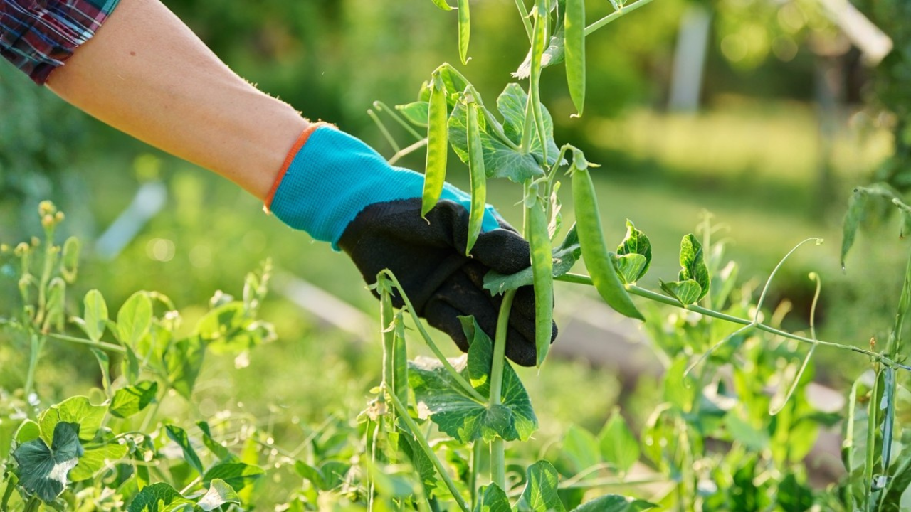 15 légumes à planter au début du printemps avant l’arrivée de la chaleur