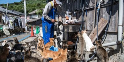 Aoshima : la petite « île aux chats » du Japon où les félins sont largement plus nombreux que les humains