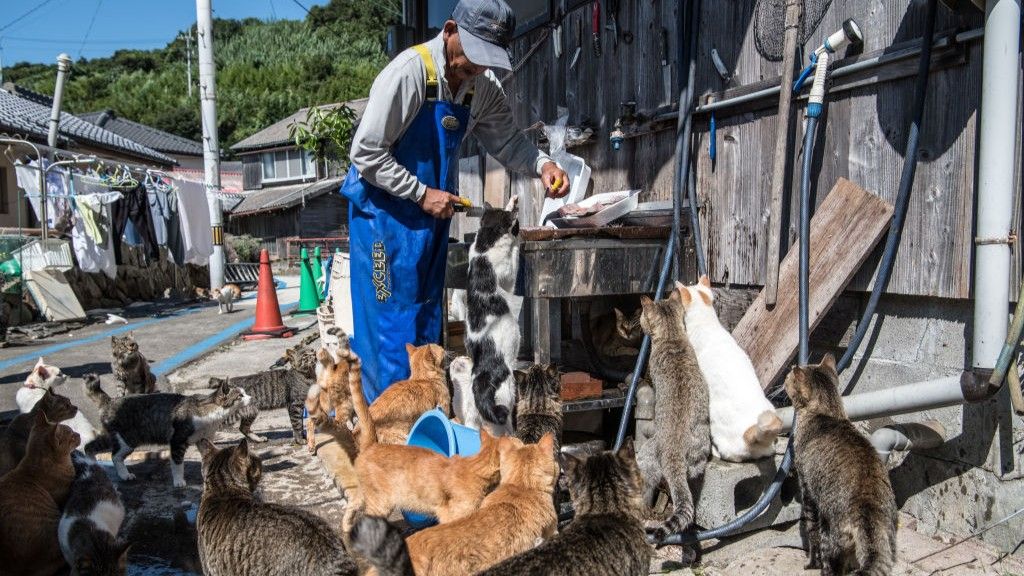 An elderly resident on Aoshima feeds fish to a dozen cats.