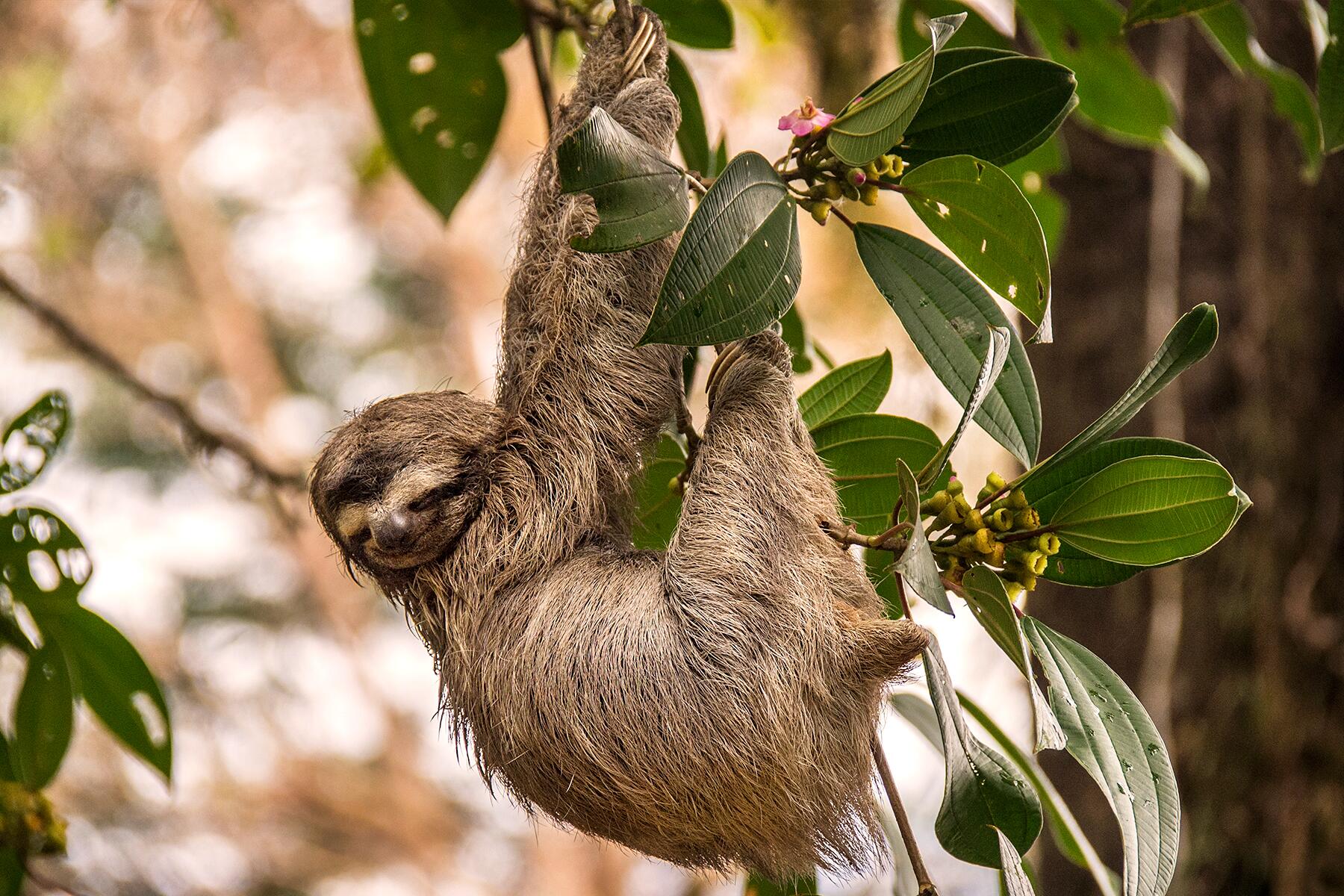 6.1-WildlifePark-CostaRica-shutterstock_1501858256