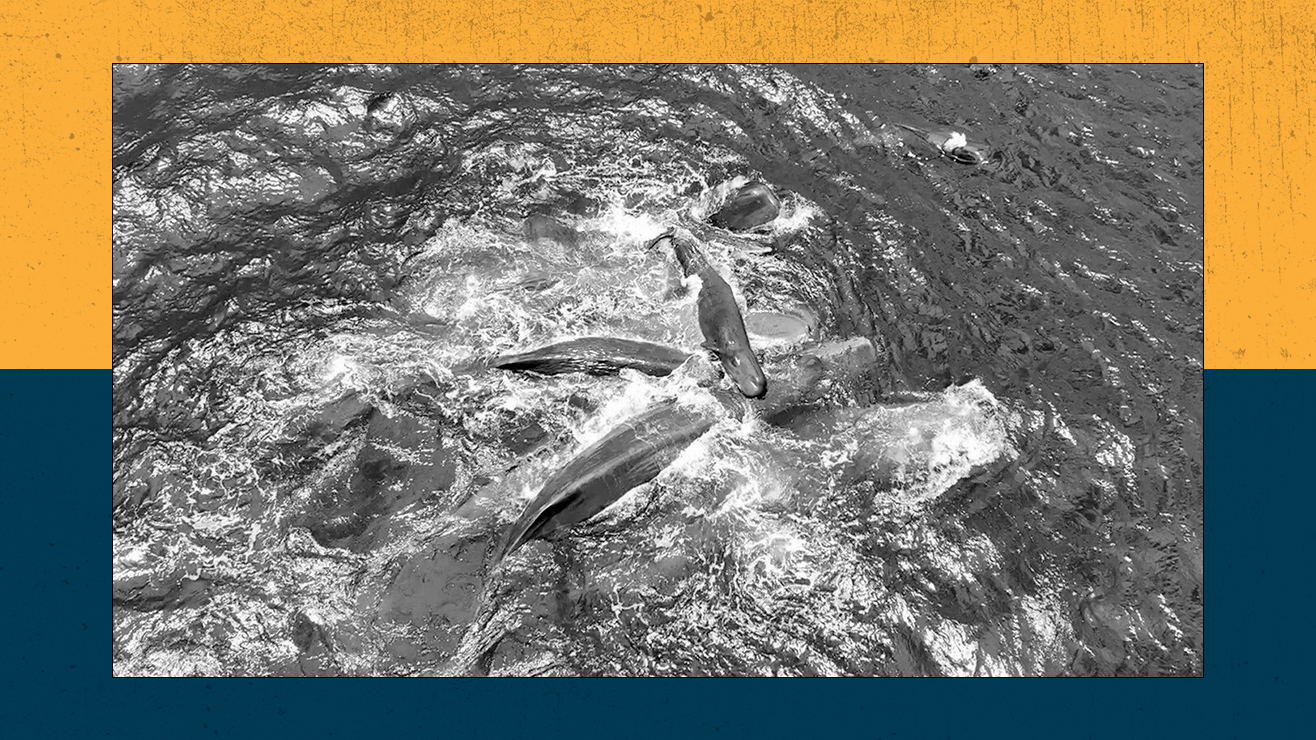 Les cachalots se rassemblent pour la naissance d'un veau.