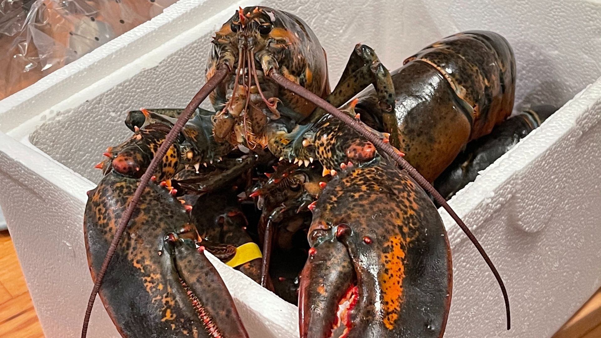 A pair of green and red lobsters sit in a square Styrofoam container.