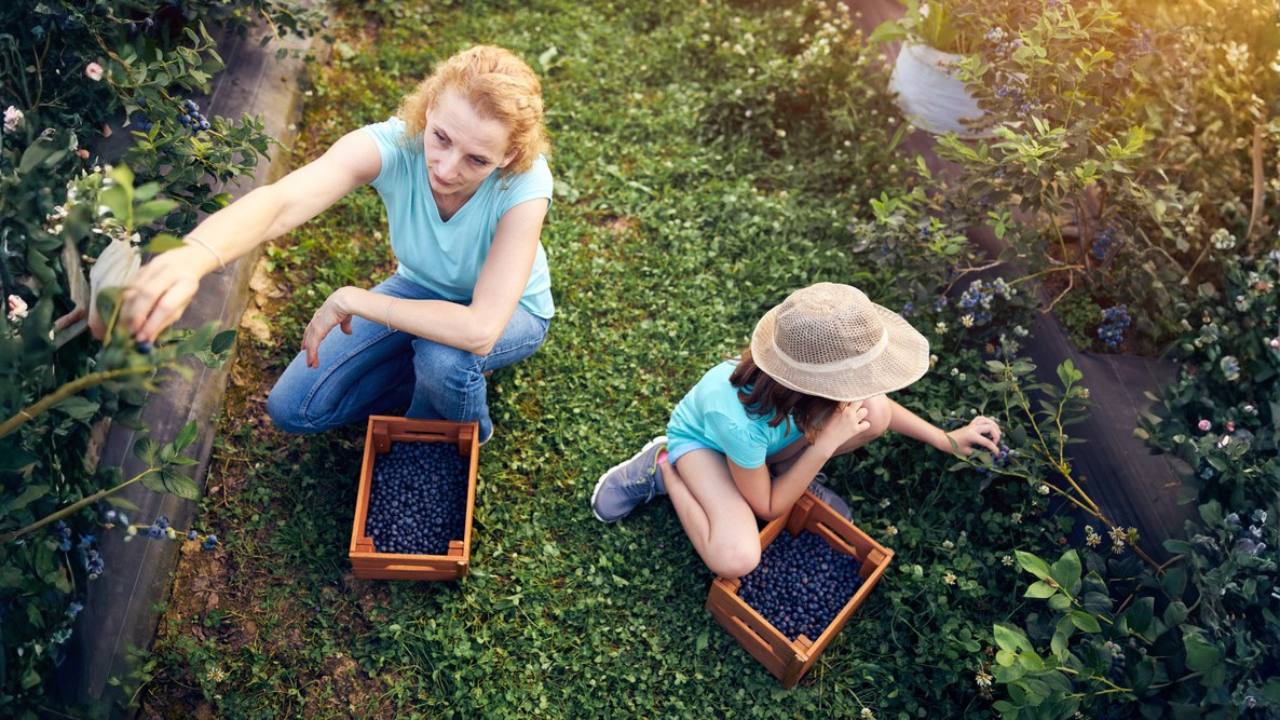 10 variétés de bleuets qui poussent bien dans les jardins familiaux