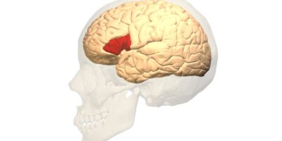 Histoire des sciences : un médecin autopsie le cerveau d&rsquo;un homme incapable de parler – et révèle le siège du langage parlé – 18 avril 1861