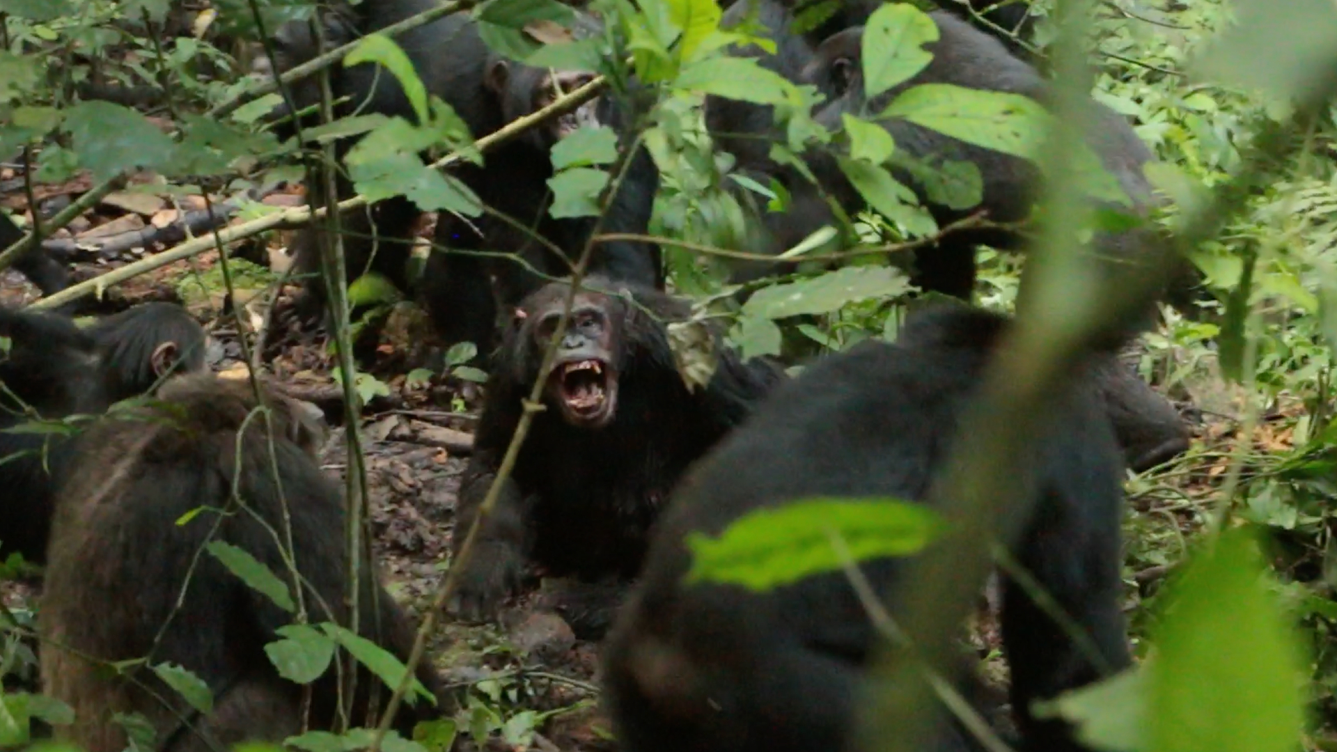 Un groupe de chimpanzés au pelage sombre se tient au milieu d’un paysage de jungle luxuriante. L’un regarde la caméra et montre les crocs. 