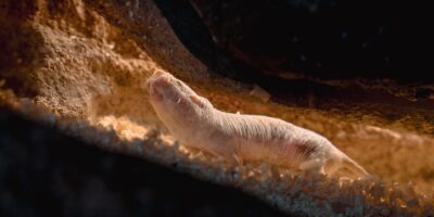 Des rats-taupes nus mènent des guerres de succession sanglantes pour choisir une nouvelle reine – mais une colonie a fait quelque chose que les scientifiques n&rsquo;ont jamais vu auparavant