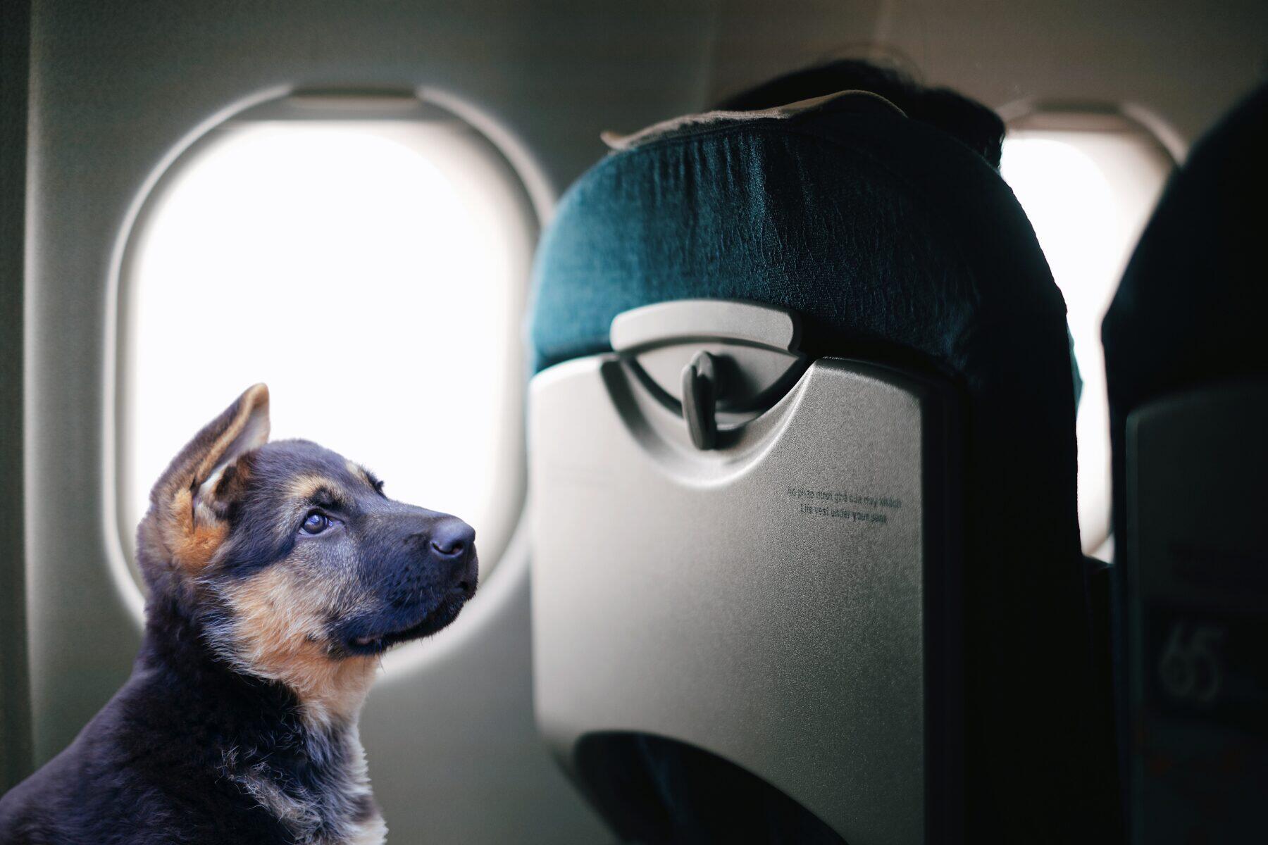 Les chiens n'ont pas leur place dans les avions