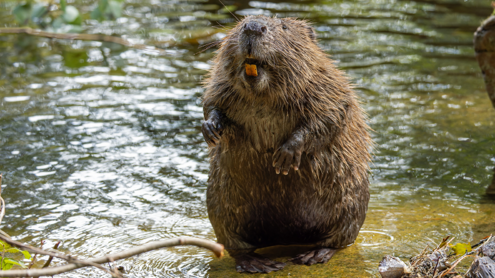 Un castor se tient au bord d'un étang sur ses pattes postérieures, ses grandes dents exposées dans sa bouche
