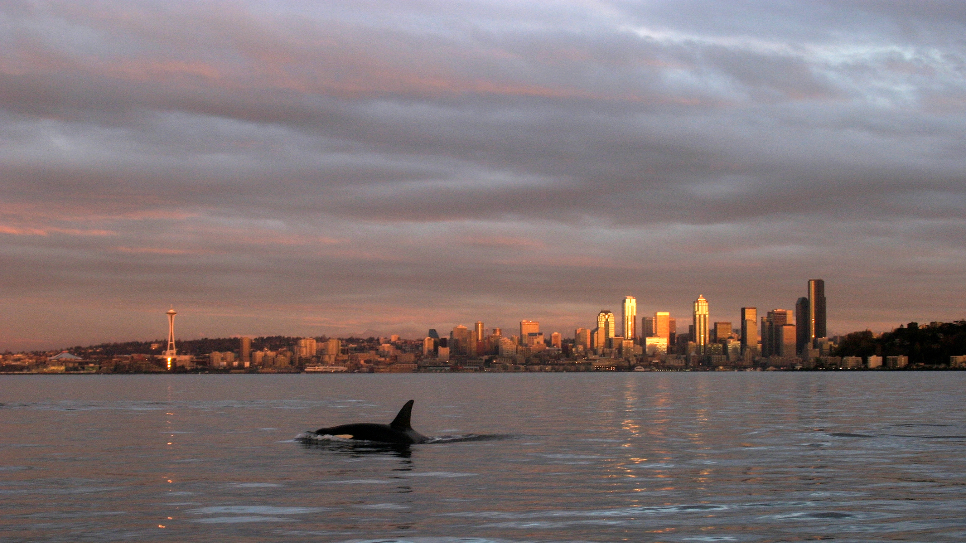 Une grande baleine noire et blanche avec une grande nageoire dorsale nage dans les eaux grises chatoyantes devant un horizon urbain au coucher du soleil. 